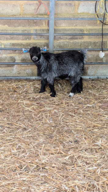 Predigee pygmy goat