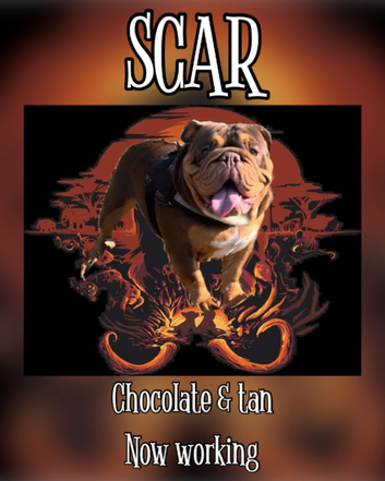Beautiful dog for stud