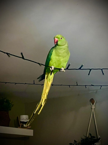 Bonded pair of Ringnecks