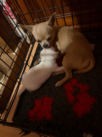 Beautiful Barry chihuahua boy pup