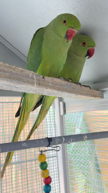 Pair of Healthy Green Indian Ringneck Parakeets