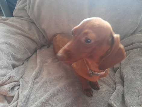 2 dachshund