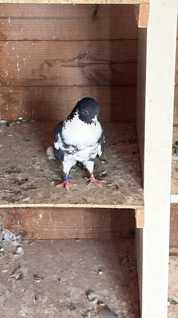 5 Pigeons available in Leicester. See pictures. Various different birds.