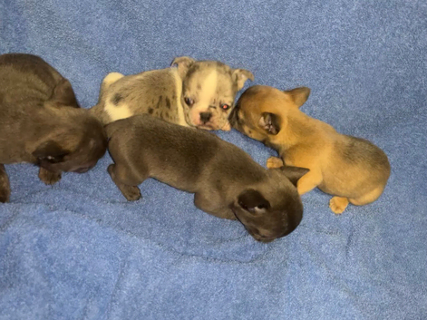 French bulldog pups