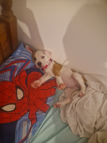 Female puppy