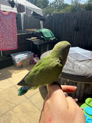 Hand tame beautiful love birds