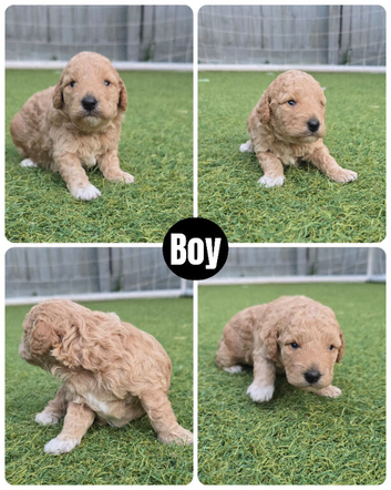 Beautiful Parti Toy Poodle Puppies &ndash; 1 Boy & 1 Girl Available