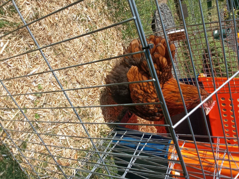 Chickens