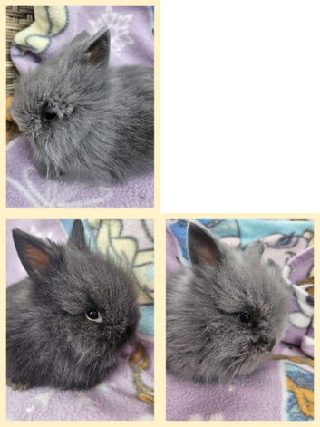 3 pure bred baby lionhead bunnies