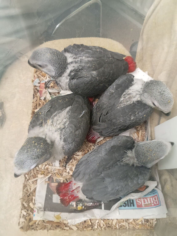 Hand reared baby African greys