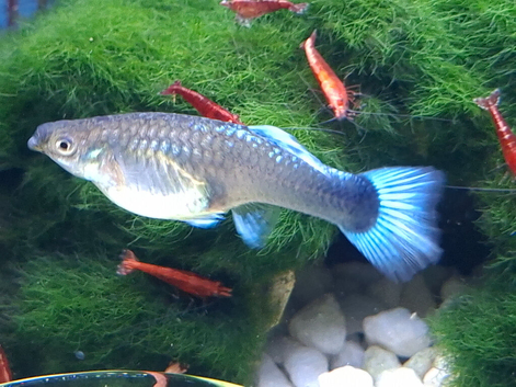 Guppy, Guppies tropical fish in Bridgwater