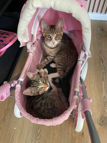 2 tabby kittens
