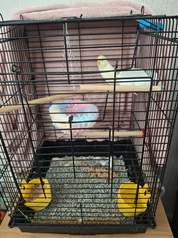 For sale baby budgie