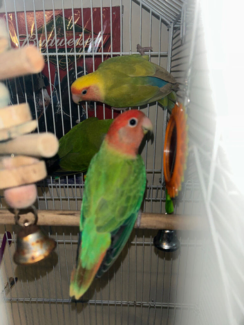 Breeding pair love birds