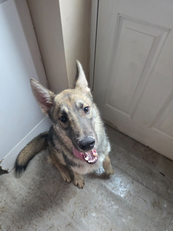 10 month old shepsky male