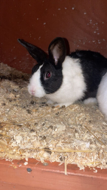 female Dutch rabbit