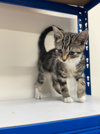 Kitten female tabby&rsquo;s