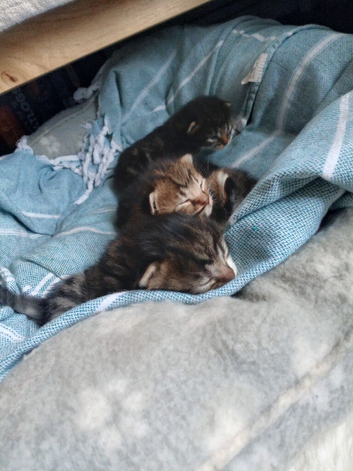 Beautiful male kittens
