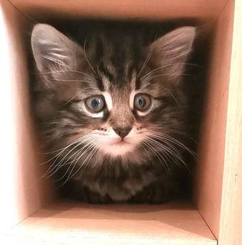 Two beautiful fluffy kittens ready to go