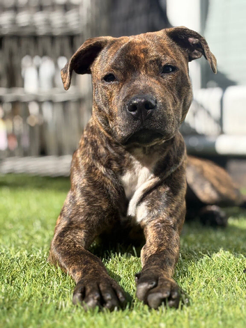 Staffordshire bull terrier