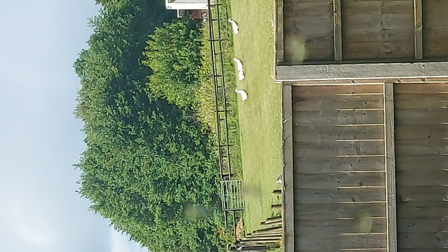Flock of 5 ducks