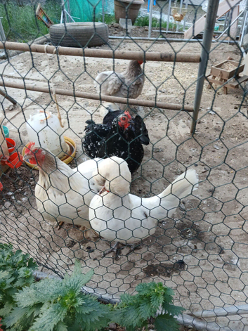 Pekin bantams