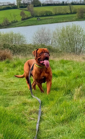 Kc reg Dogue de Bordeaux