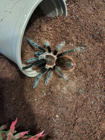 Female Veracruz red rump T.Kahlenberghi Tarantula Spider for sale &pound;70