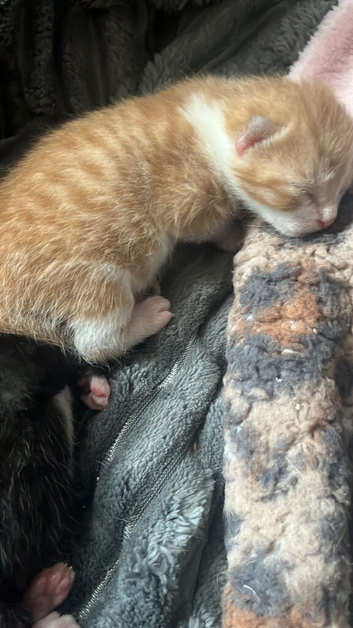 Four beautiful kittens