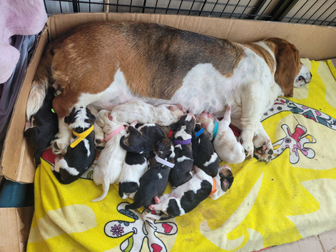 Basset babies