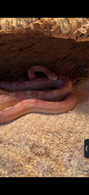 Corn snake and viv