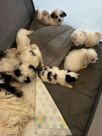 Chi-chon puppies
