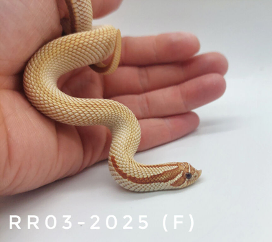 Western Hognoses - Snow, Albino, Arctic, Axanthic, Toffee, Toffeeconda