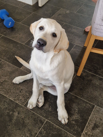 White labrador