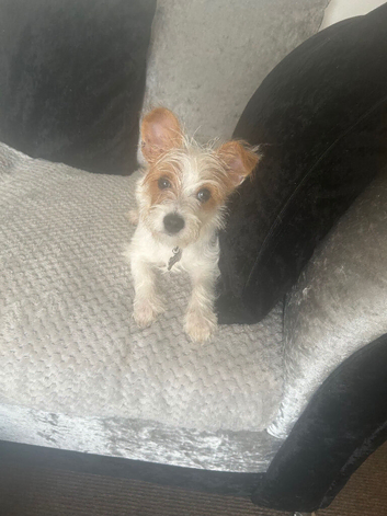Miniature jack russell