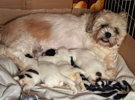 Beautiful shihtzu