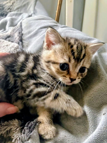 British short haired kittens ready to go now