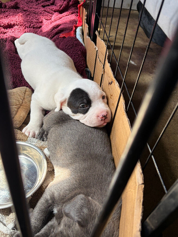 Cane corso x staffy mastiff