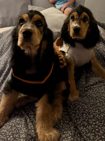 1 boy left  Rare Coloured Show-Type Cocker Spaniel Puppies
