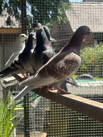 racing pigeons