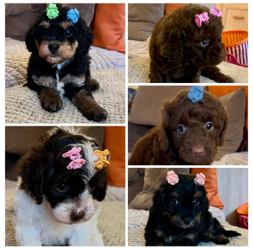 Stunning Curly Toy Cavapoo's from health tested parents