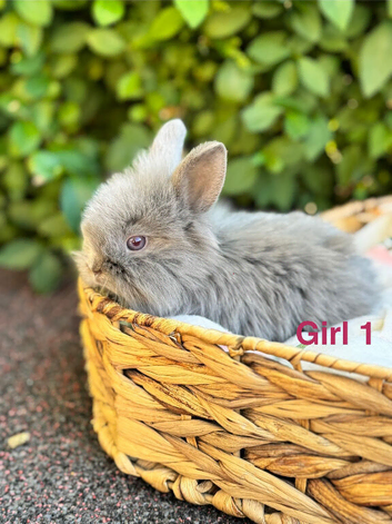 Beautiful baby lionlops 1 girl & 2 boys left