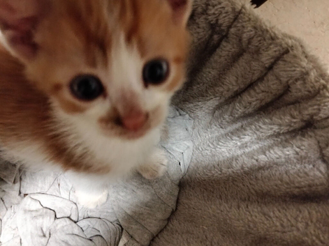 2 ginger and white kittens