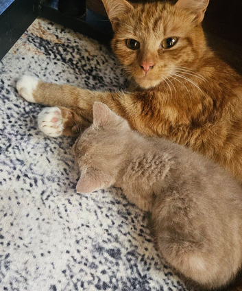 2 beautiful kittens left