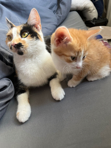 White and ginger kitten
