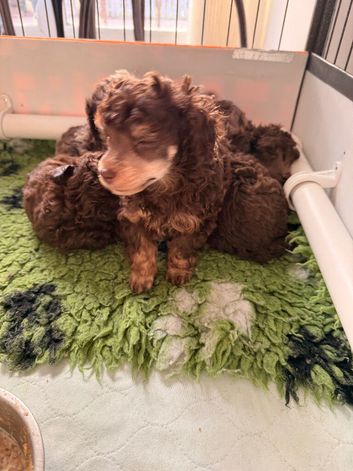 Toy poodle puppies 2 boys NOT KC