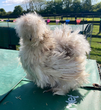 Quality Bearded Silkie Hatching Eggs