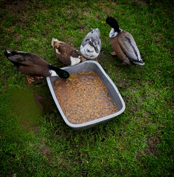 Call Ducks Two Pairs Available