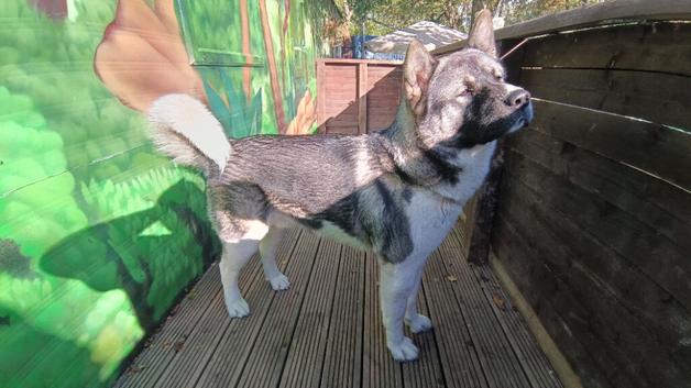 Handsome boy
