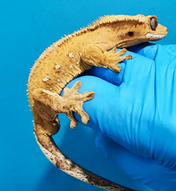 Crested geckos